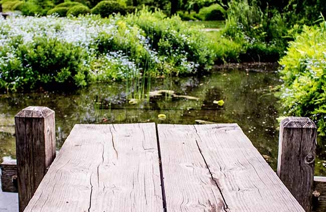 Outdoor Pond Garden Maintenance